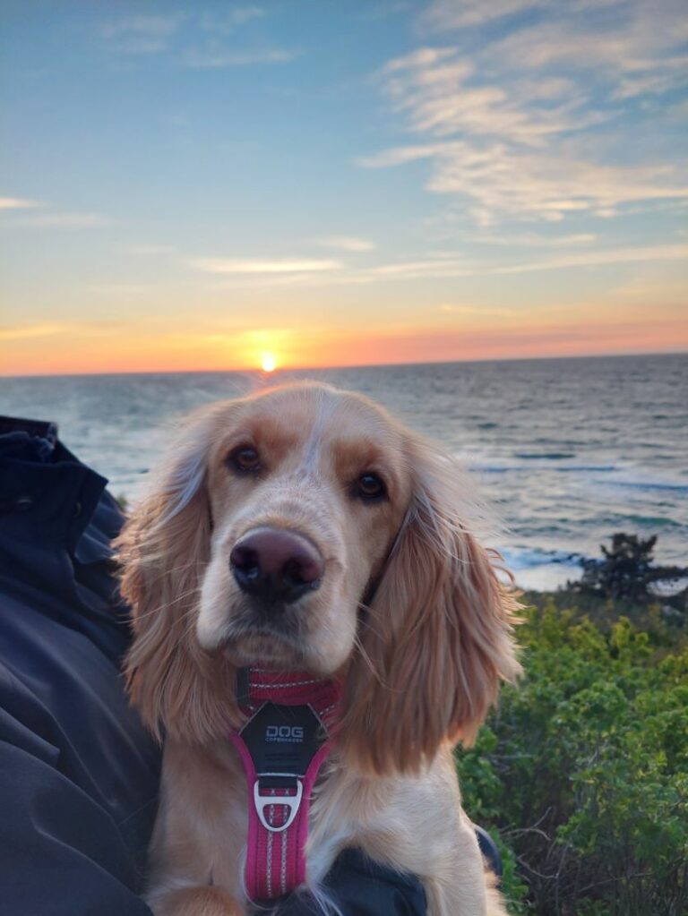 Ugens Kæledyr – Bella (Uge 21)