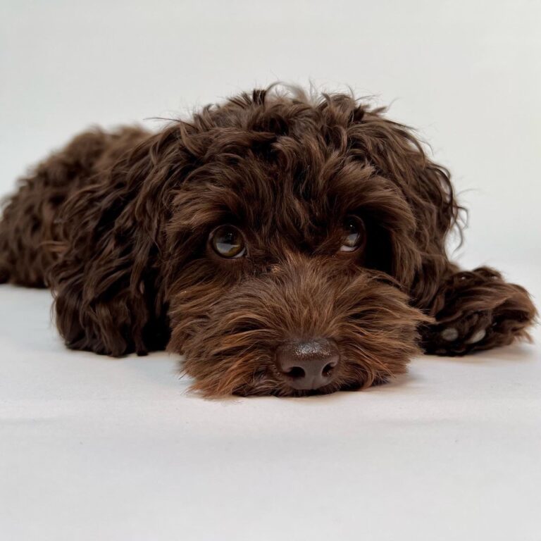 Havapoo – Lær blandingsracen at kende!