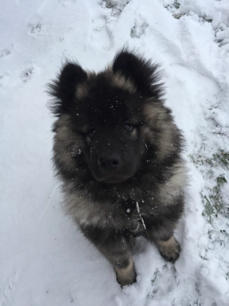 Ugens Kæledyr – Wilma (Uge 20)