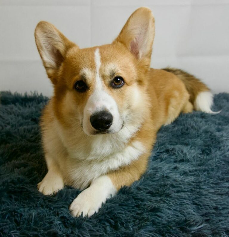 Welsh Corgi Pembroke – Lær racen at kende!