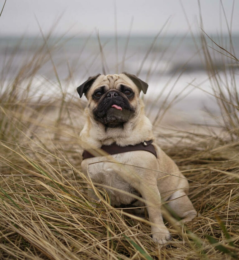 Mops – Lær racen at kende!