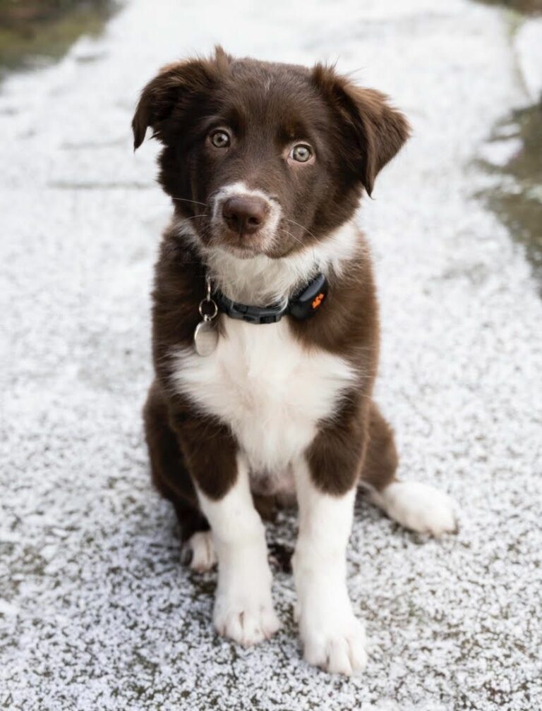 Ugens Kæledyr – Timon (Uge 29)