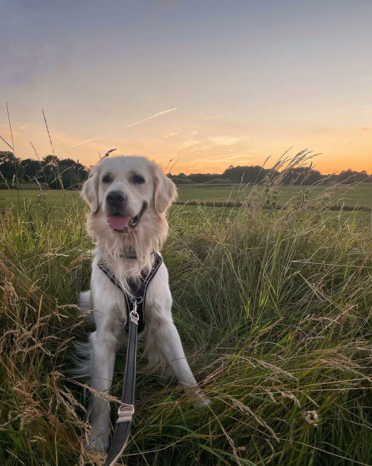 Ugens Kæledyr – Leo (Uge 31)