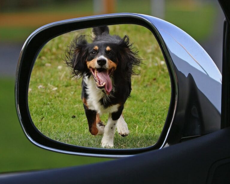 Muligheder til at transportere dyr i en bil. Hvad er den bedste type af transport?