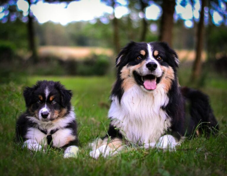 Ugens Kæledyr – Kato & Huxi (Uge 33)