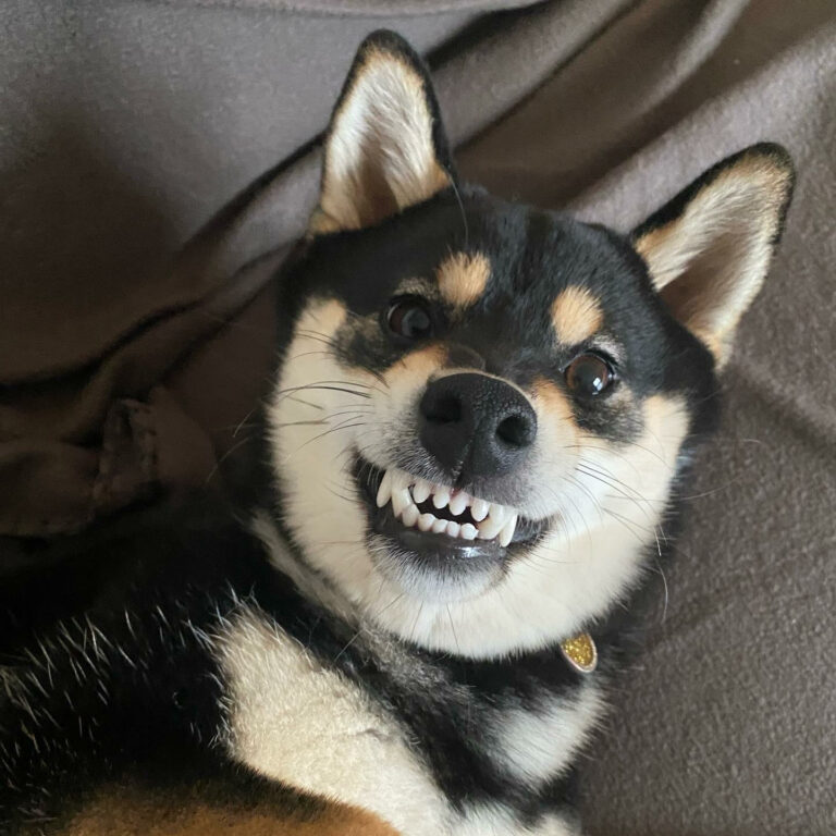 Ugens Kæledyr – Ojo (Uge 32)