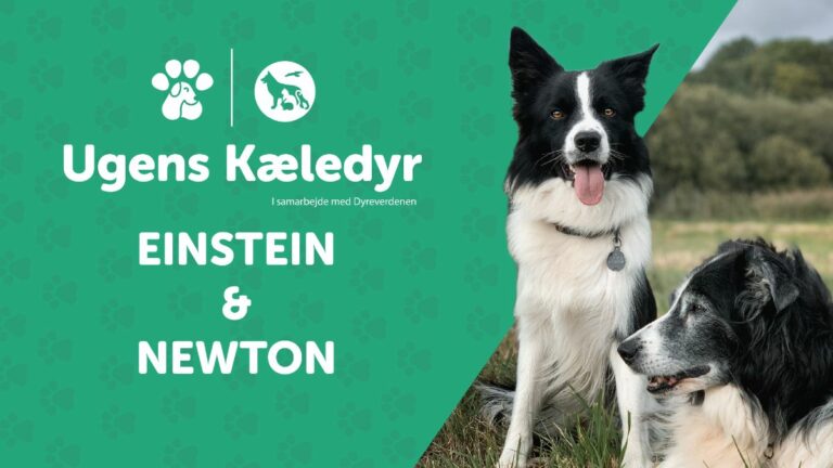 Ugens Kæledyr – Einstein & Newton (Uge 38)