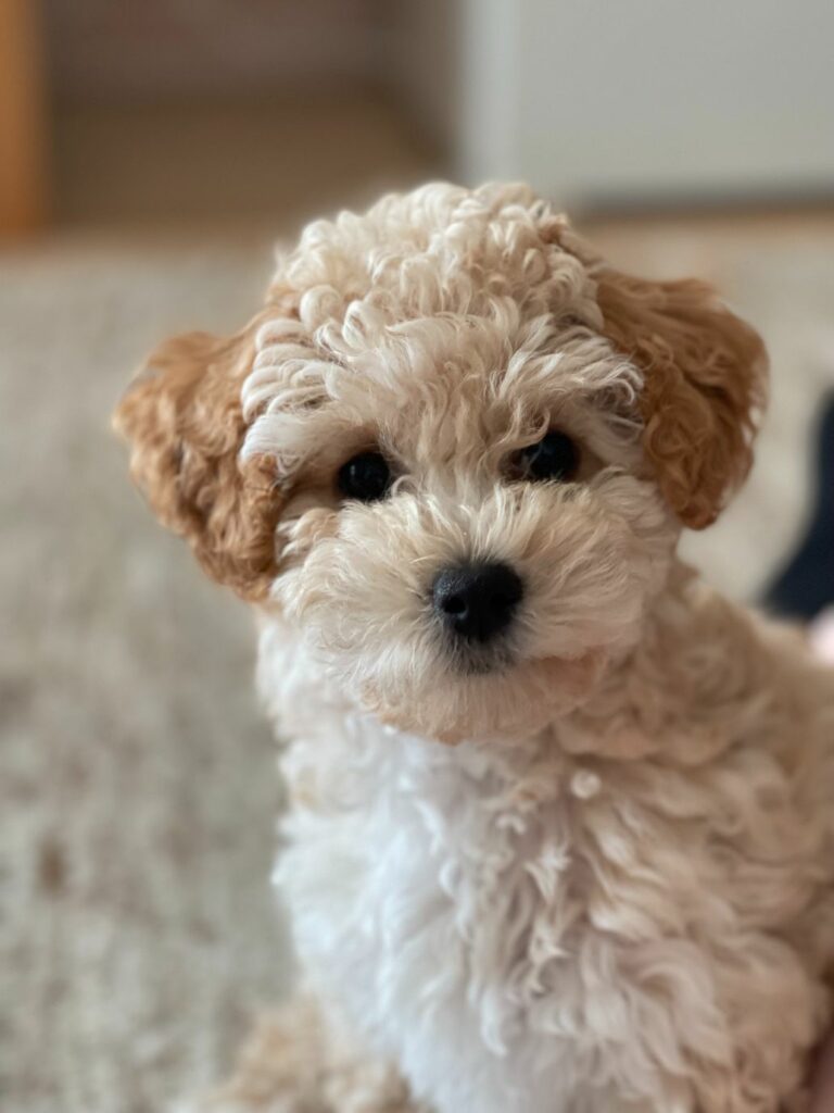 Ugens Kæledyr – Alba (Uge 35)