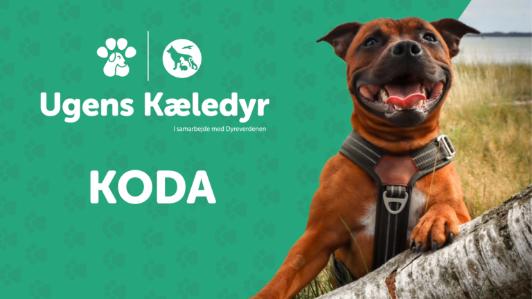 Ugens Kæledyr – Koda (Uge 39)