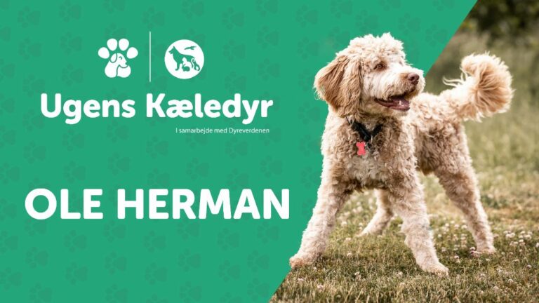 Ugens Kæledyr – Ole Herman (Uge 36)