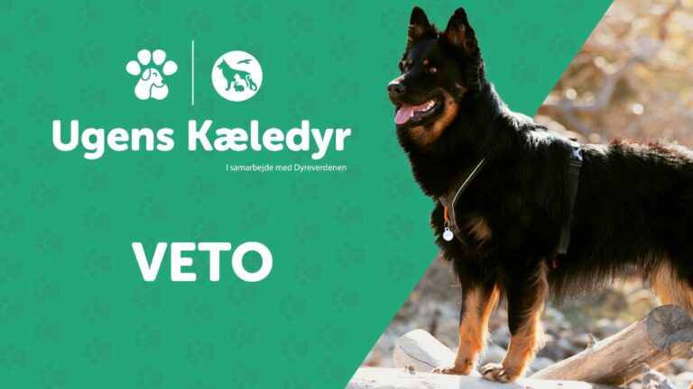 Ugens Kæledyr – Veto (Uge 37)