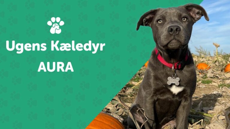 Ugens Kæledyr – Aura (Uge 43)