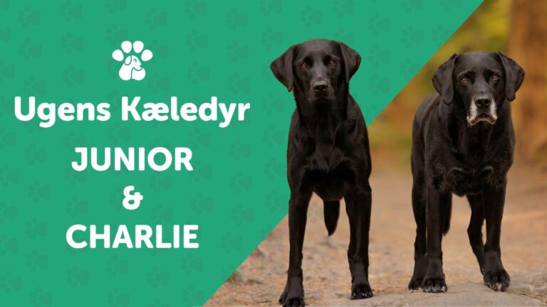 Ugens Kæledyr – Junior & Charlie (Uge 41)