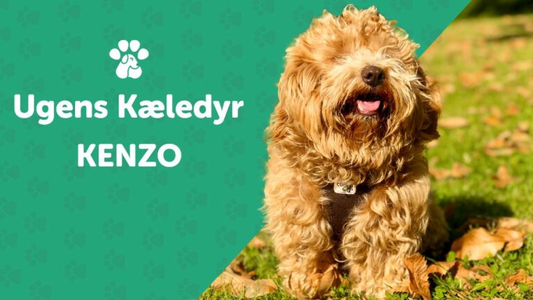 Ugens Kæledyr – Kenzo (Uge 42)