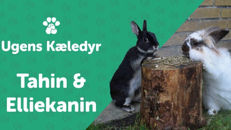 Ugens Kæledyr – Tahin & Elliekanin (Uge 40)