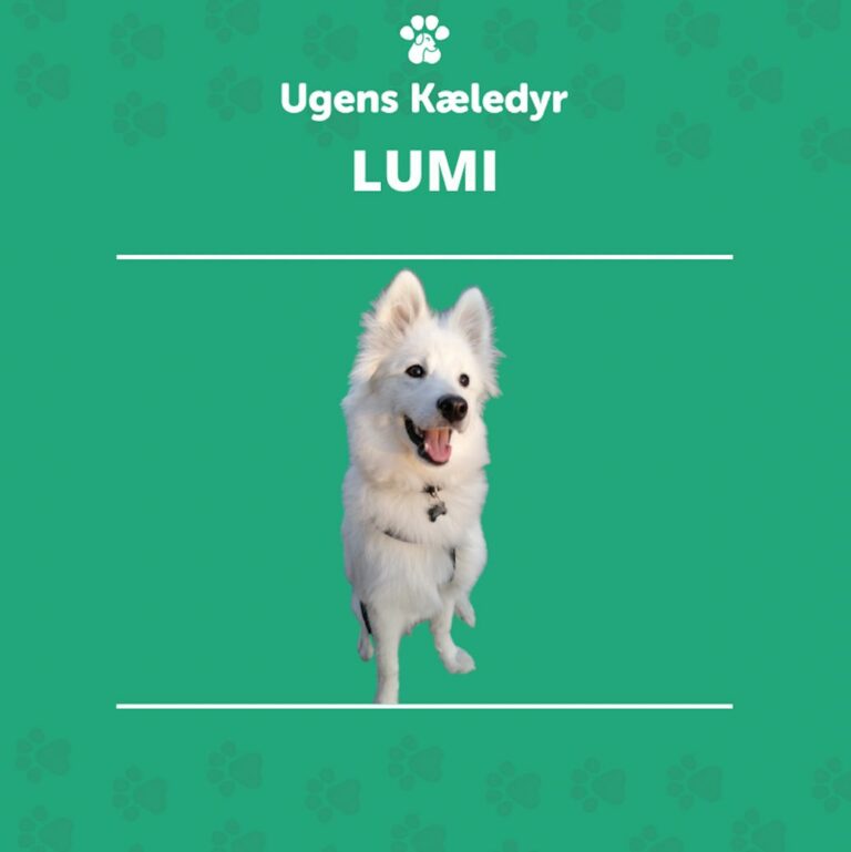 Ugens Kæledyr – Lumi (Uge 44)