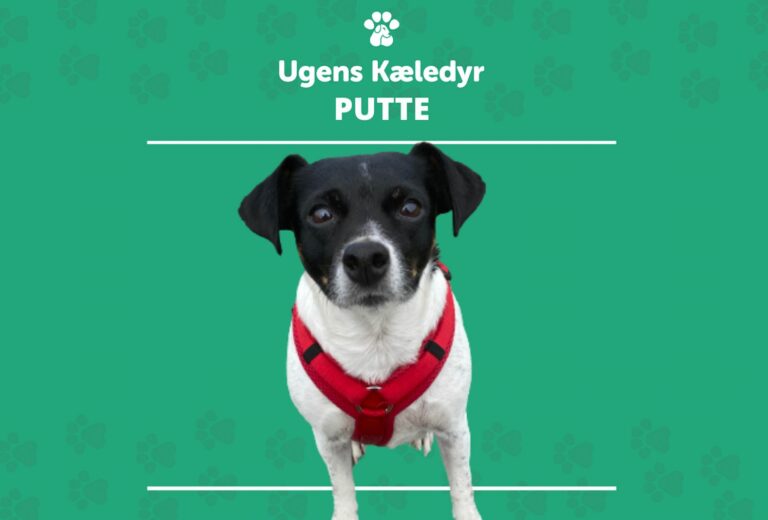 Ugens Kæledyr – Putte (Uge 45)