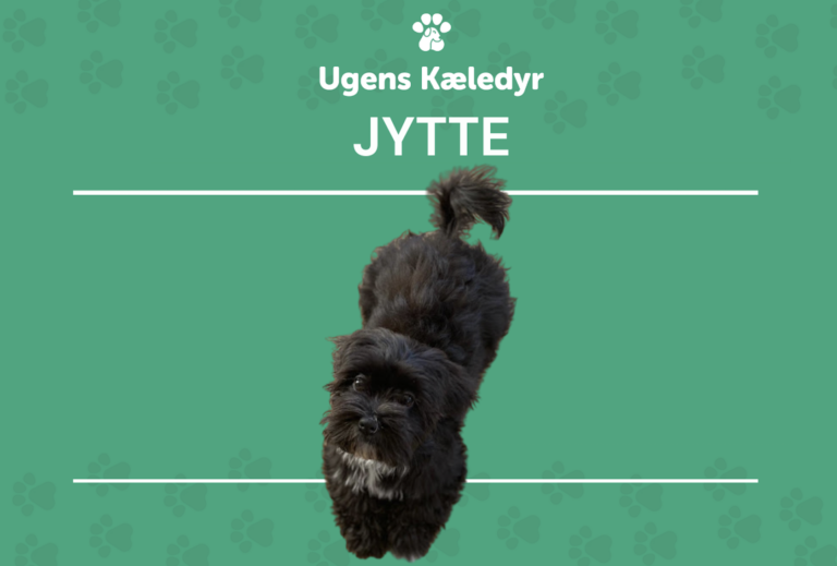 Ugens Kæledyr – Jytte (Uge 46)