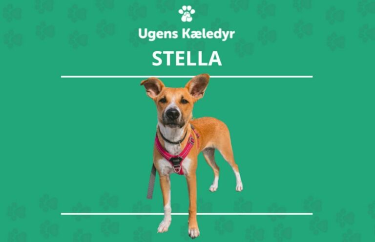 Ugens Kæledyr – Stella (Uge 47)