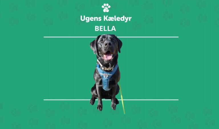 Ugens Kæledyr – Bella (Uge 50)