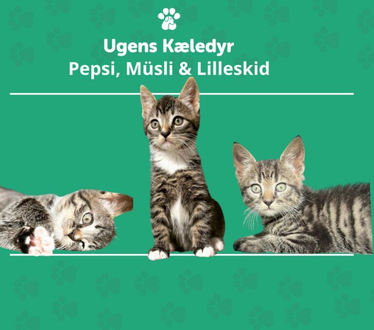 Ugens Kæledyr – Pepsi, Müsli & Lilleskid (Uge 52)