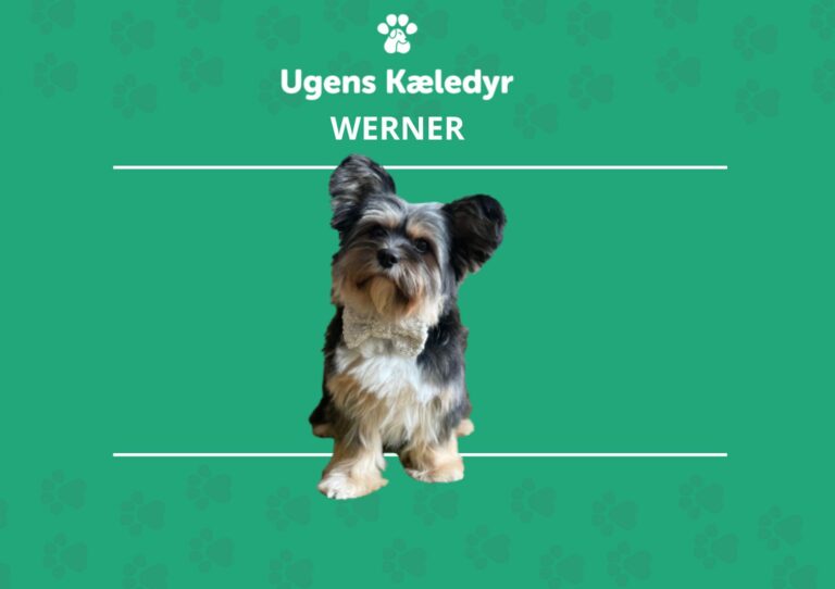 Ugens Kæledyr – Werner (Uge 49)