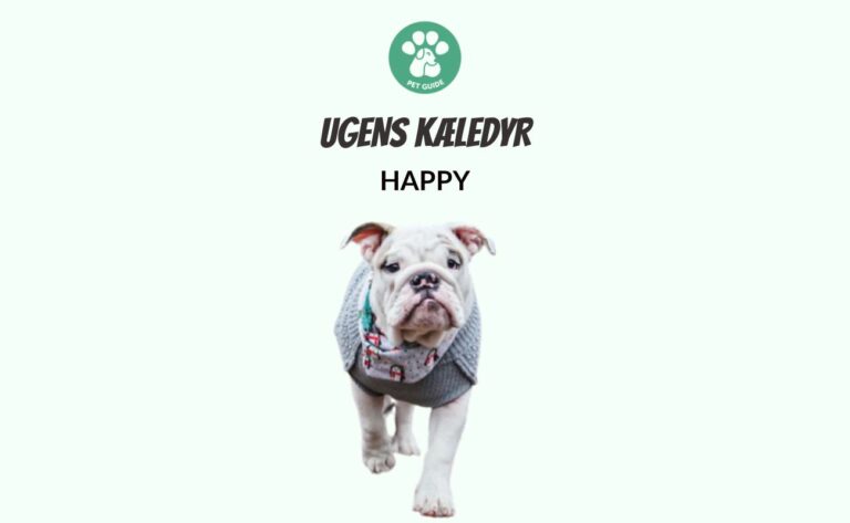 Ugens Kæledyr – Happy (Uge 2)