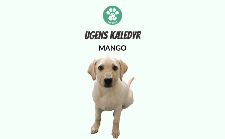 Ugens Kæledyr – Mango (Uge 4)