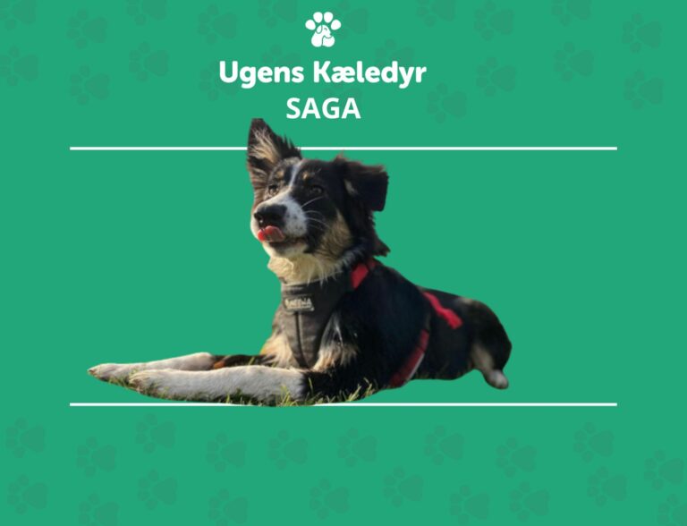 Ugens Kæledyr – Saga (Uge 1)
