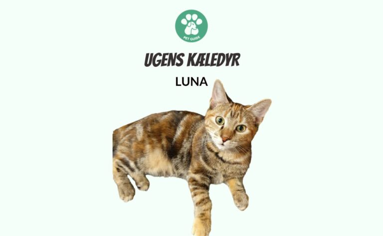 Ugens Kæledyr – Luna (Uge 7)