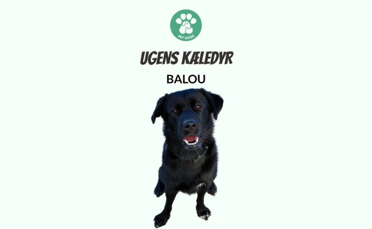 Ugens Kæledyr – Balou (Uge 6)