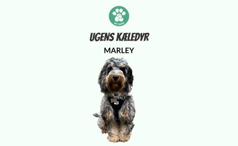 Ugens Kæledyr – Marley (Uge 5)