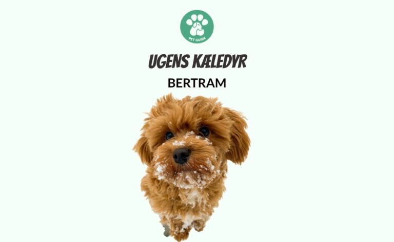 Ugens Kæledyr – Bertram (Uge 8)