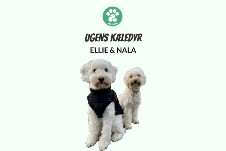 Ugens Kæledyr – Ellie og Nala (Uge 13)