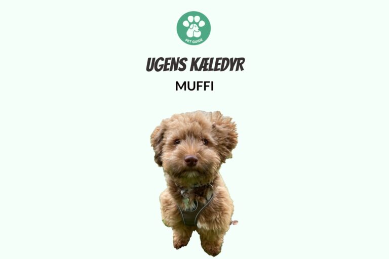 Ugens Kæledyr – Muffi (Uge 11)