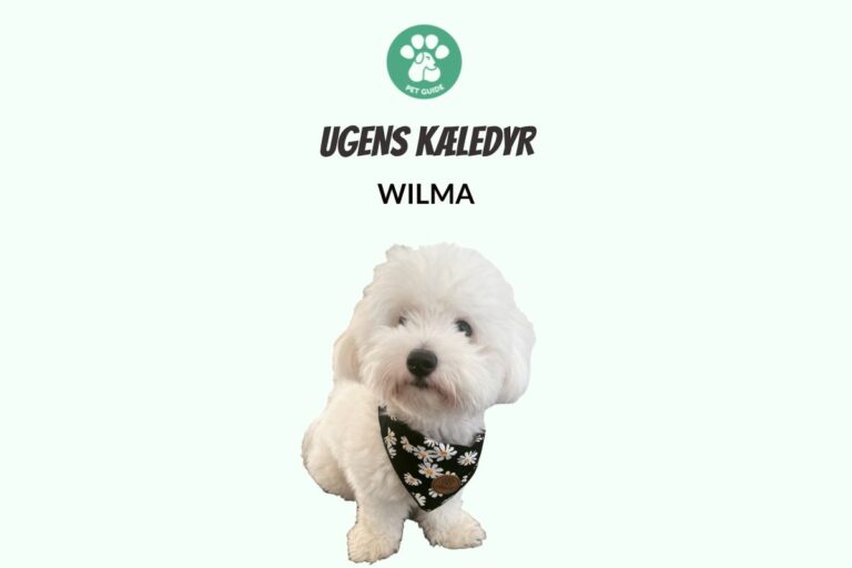 Ugens Kæledyr – Wilma (Uge 10)