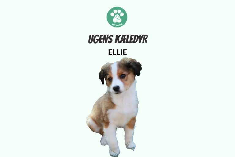 Ugens Kæledyr – Ellie (Uge 12)