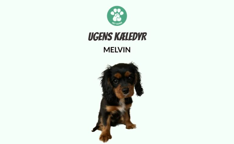 Ugens Kæledyr – Melvin (Uge 9)