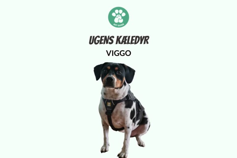 Ugens Kæledyr – Viggo (Uge 15)
