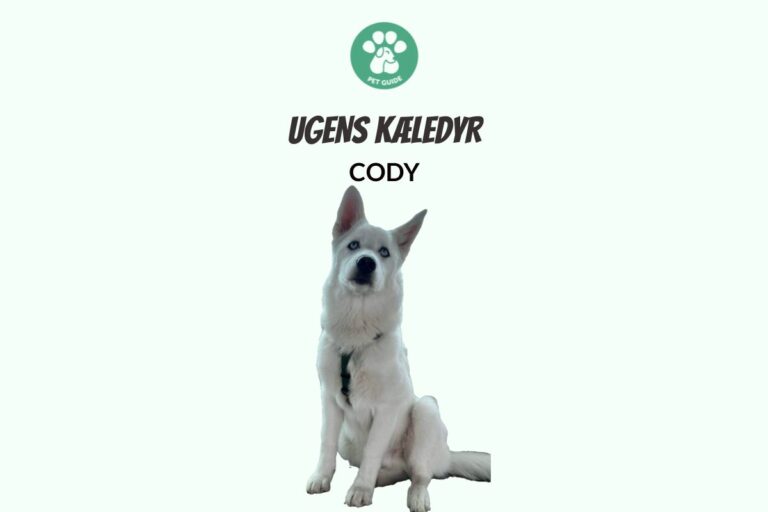 Ugens Kæledyr – Cody (Uge 16)