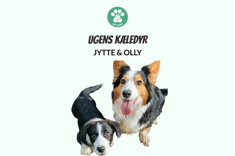 Ugens Kæledyr – Jytte & Olly (Uge 17)