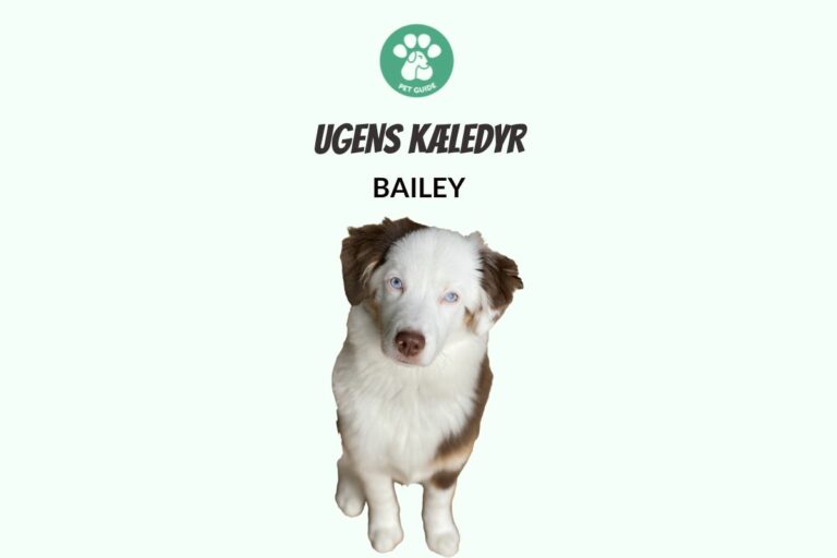 Ugens Kæledyr – Bailey (Uge 14)