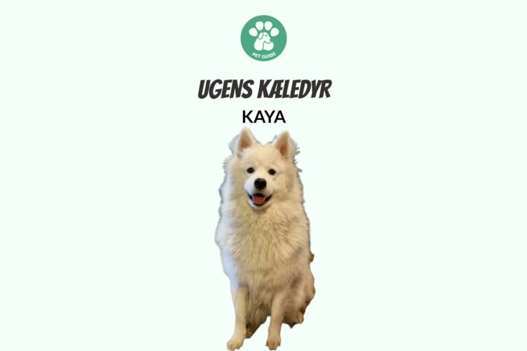 Ugens Kæledyr – Kaya (Uge 18)