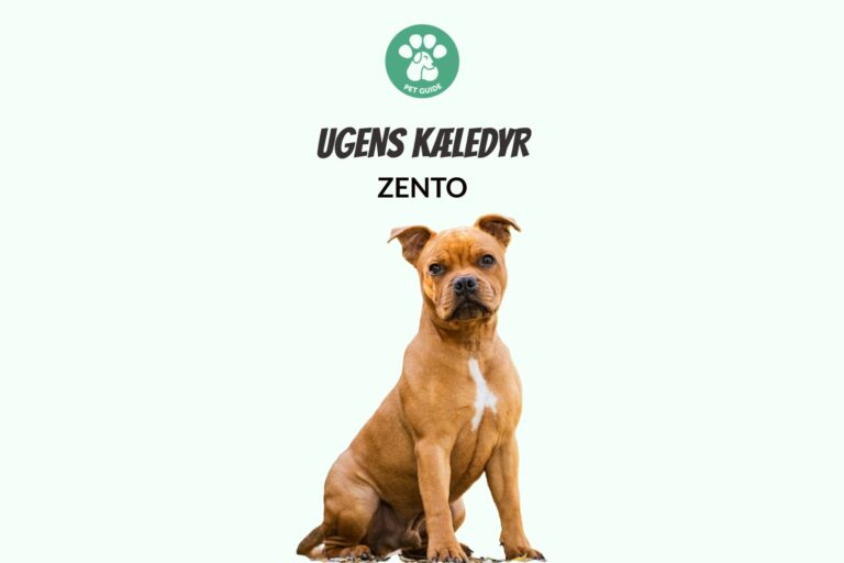 Ugens Kæledyr – Zento (Uge 19)
