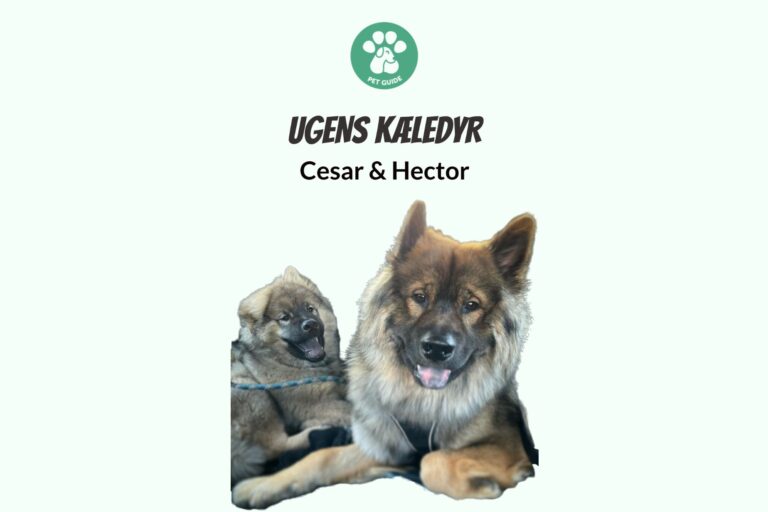 Ugens Kæledyr – Cesar & Hector (Uge 21)