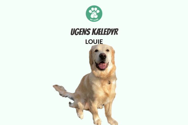 Ugens Kæledyr – Louie (Uge 20)