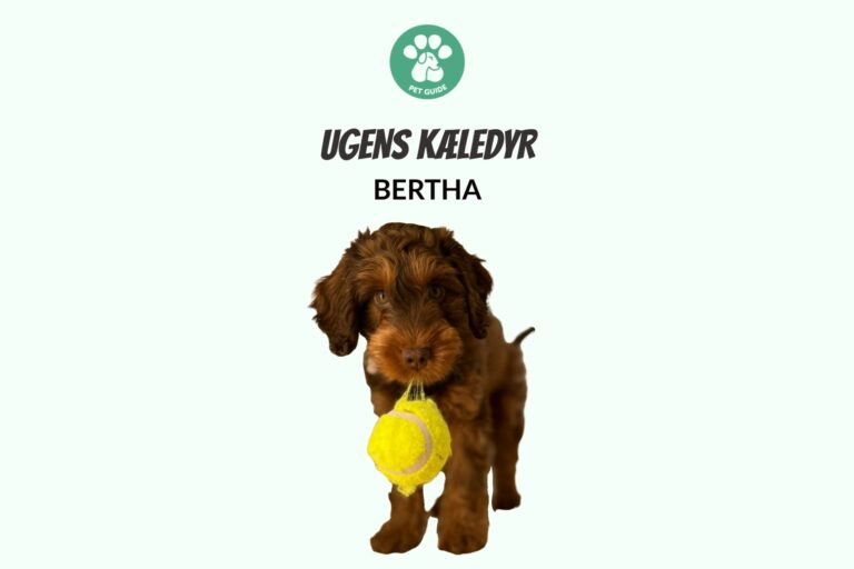 Ugens Kæledyr – Bertha (Uge 24)