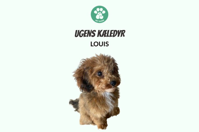 Ugens Kæledyr – Louis (Uge 23)