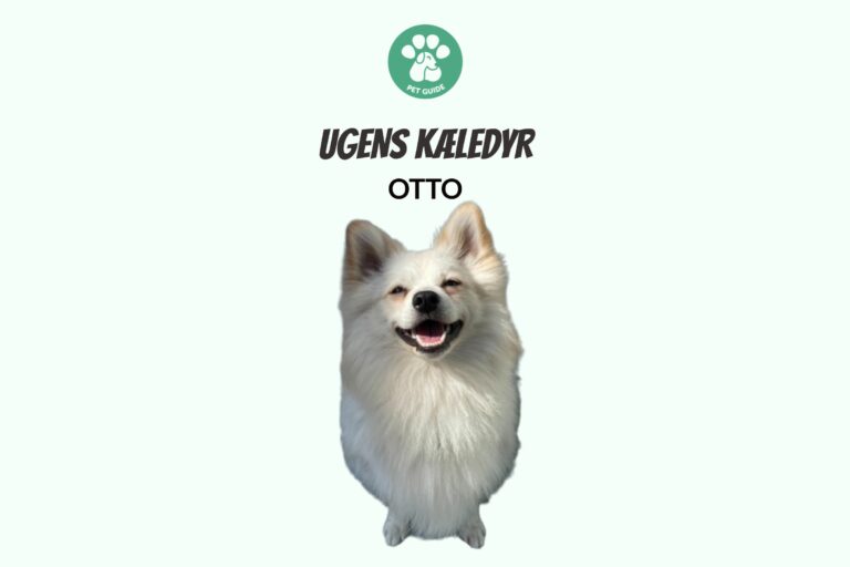 Ugens Kæledyr – Otto (Uge 26)