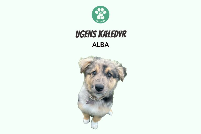 Ugens Kæledyr – Alba (Uge 25)